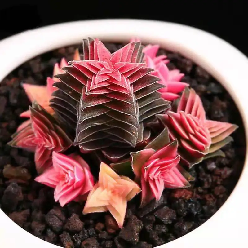 

50PCS " Xizhitajing " Semillas