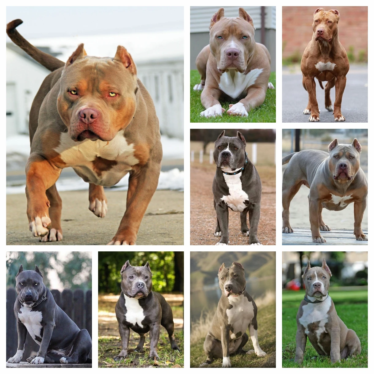 

Pitbull Diamond Rhinestones Painting Animal Pet Dog Wall Art Cross Stitch Embroidery Picture Mosaic Craft Full Drill Home Decor