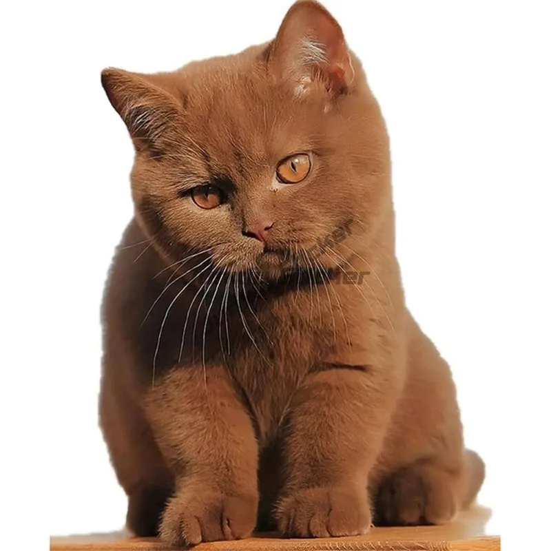 Автомобильная наклейка с милым котом персидским Birman Bombay британская