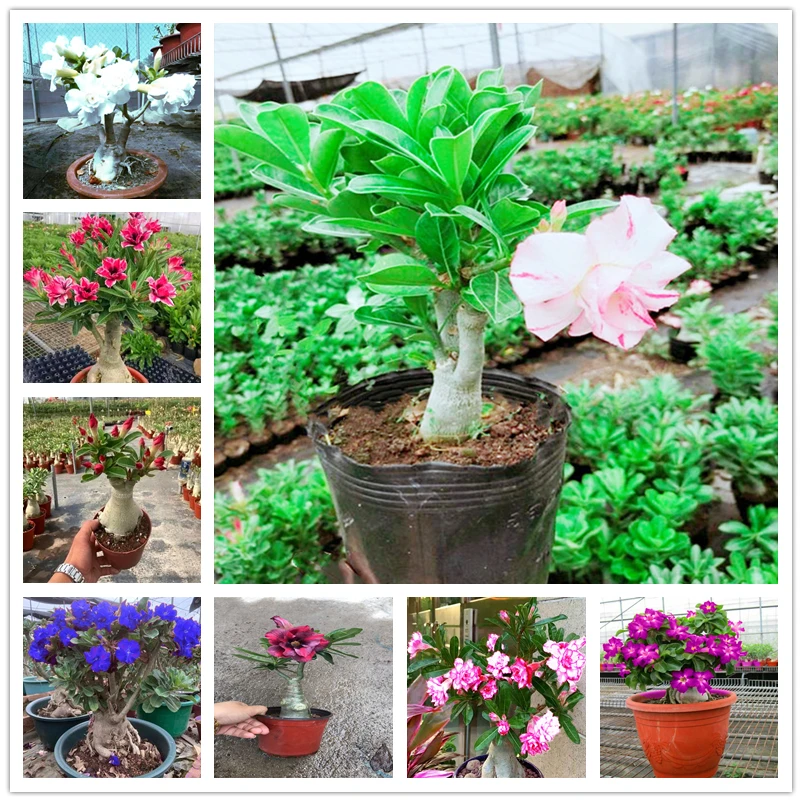 

2 шт./упак. двойная лепестковая железная деревья, домашняя мебель, духи, пустыня, роза, деревянный шкаф для ванной комнаты