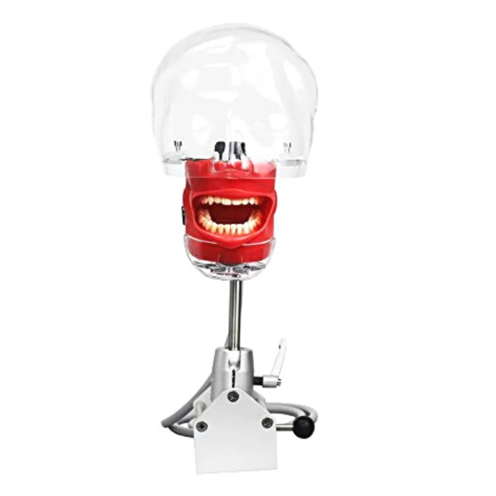 

Head Model Dental Simulator Phantom Head for Dentist Teaching Training Tools with Teeth Detachable