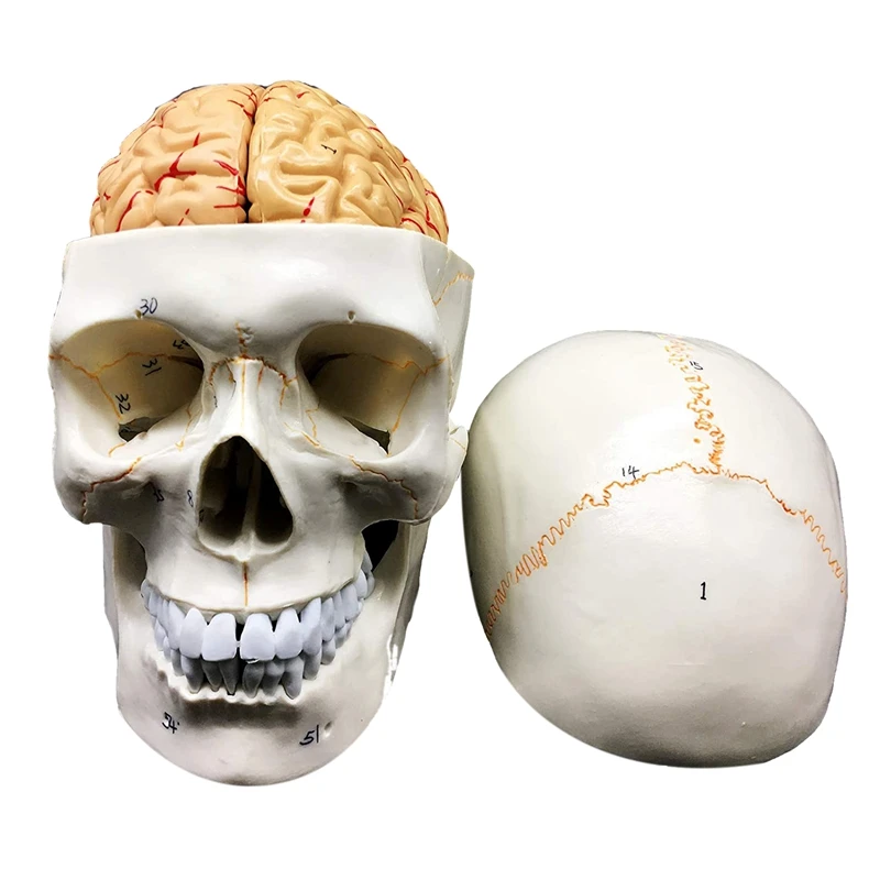 Human Skull With Brain Anatomical Model 8-Part Life-Size Anatomy For Science Classroom Study Display Teaching Model