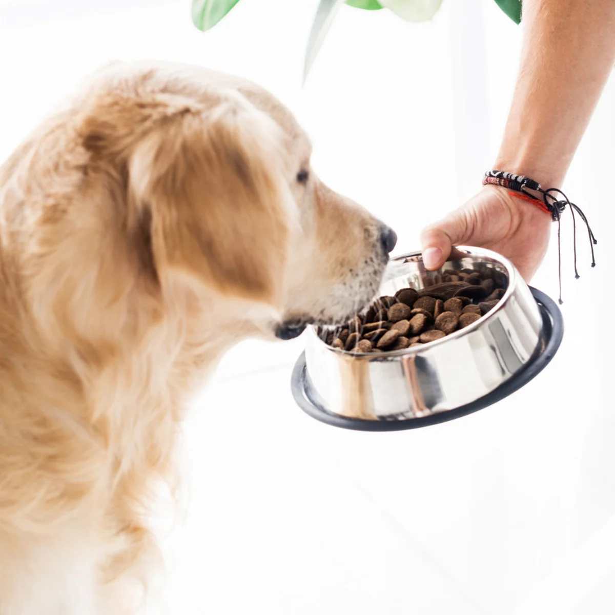 3 шт. противоскользящая миска для домашних животных из нержавеющей стали