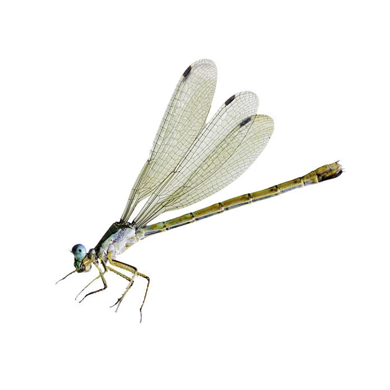 

ПВХ наклейки M750 "Стрекоза и насекомые"