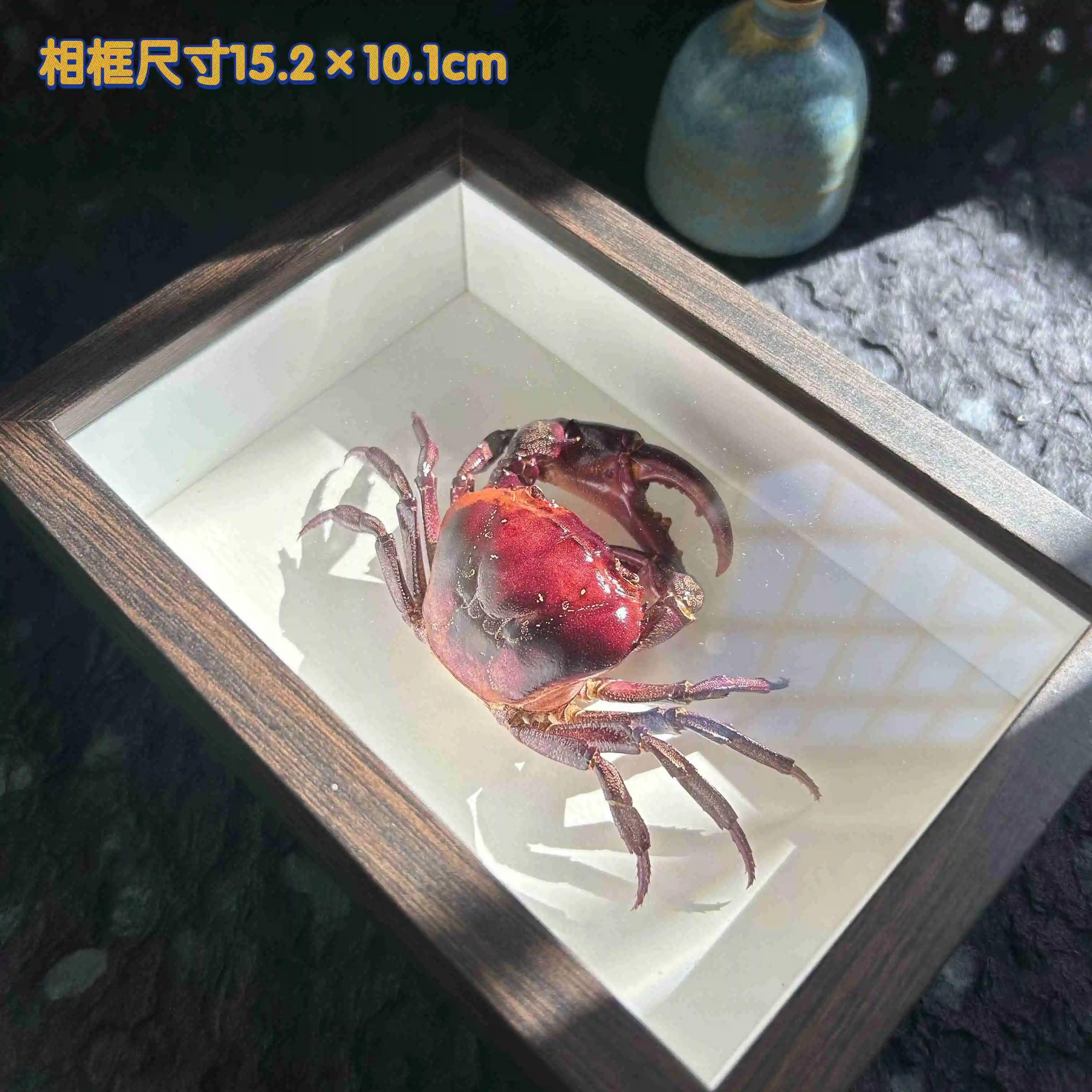 

Фоторамка с настоящим крабом