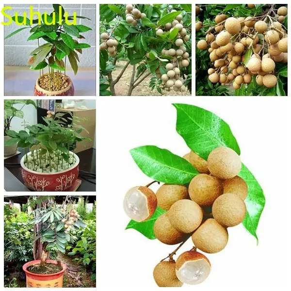 

Новое поступление 2023, 10 шт., фруктовый аромат Longan, садовый Декор для дома, фруктовое цветочное растение