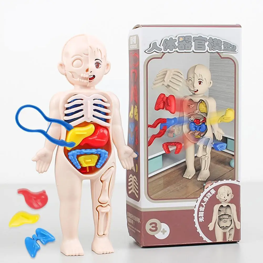 

3D Puzzle Mannequin Kid Montessori Anatomy Model Educational Learning Organ Assembled Toy Body Organ Teaching Tools For Chi G9Q5