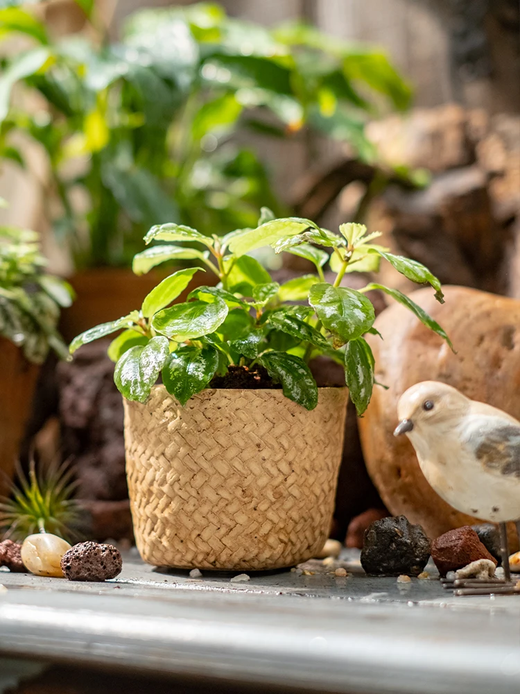 Cement Flower Pots For Indoor Planters Retro Style Succulent Flowerpots Brown Color Home Garden Decoration Deaktop Ornaments