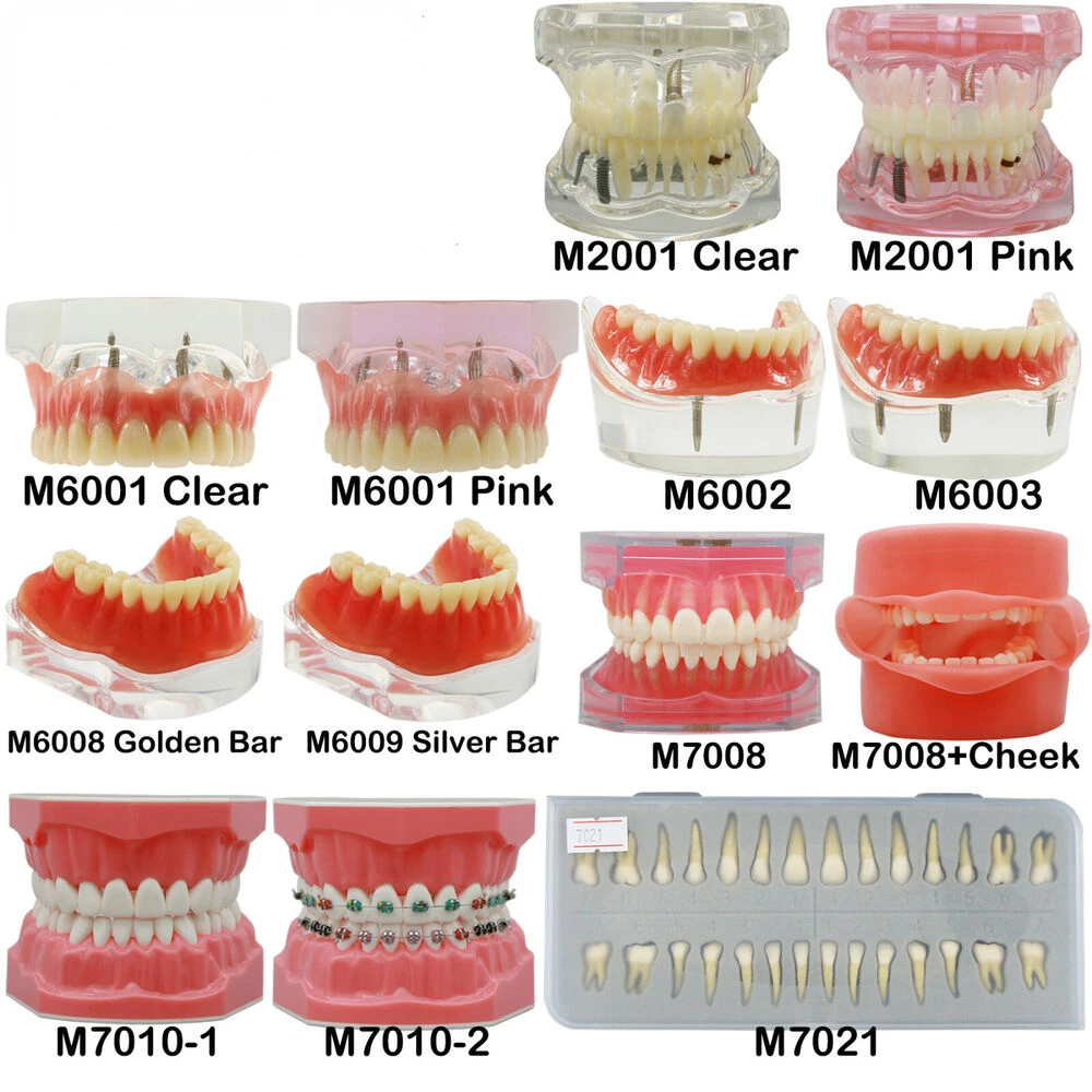 

Dental Orthodontic Implant Teeth Model Restortion Brushing Practice Study Demo