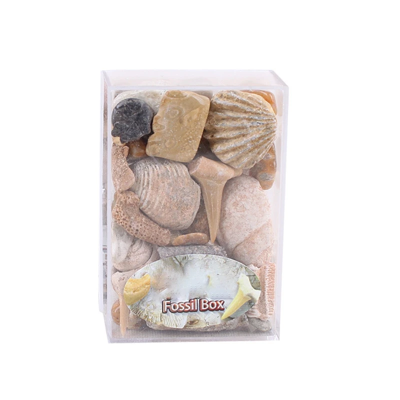 

1 Box Of Mixed Fossil Ore Standard Undergraduate General Mineral And Rock Museum Teaching Gravel Specimen Material