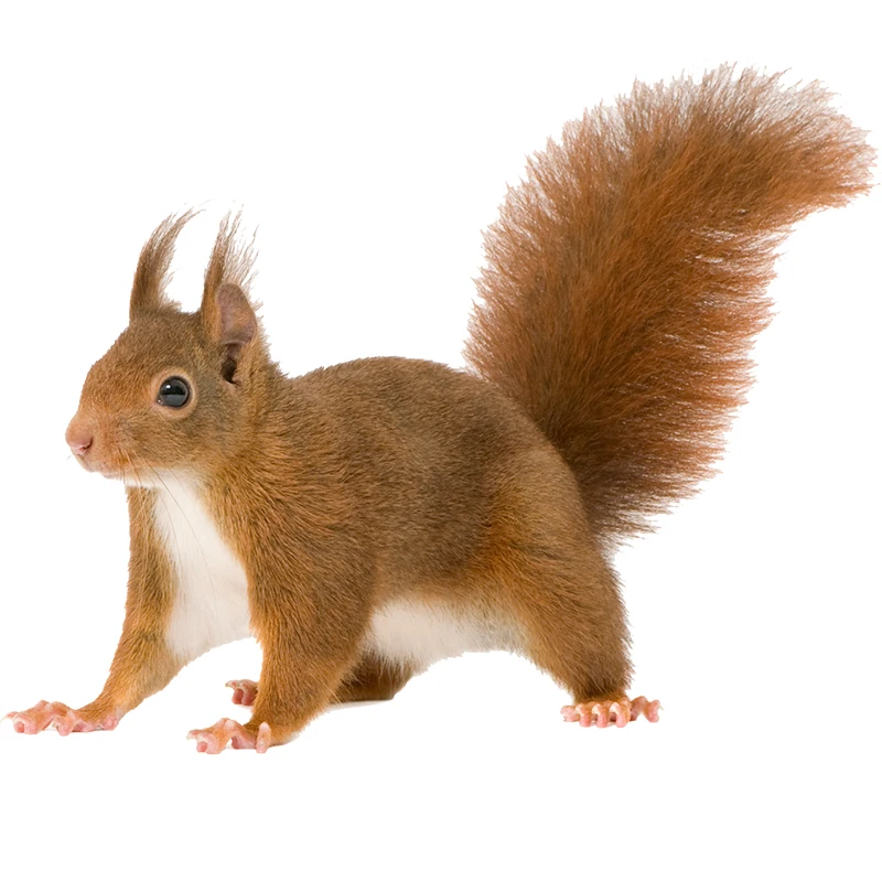 

Настенная наклейка ПВХ коричневый белка