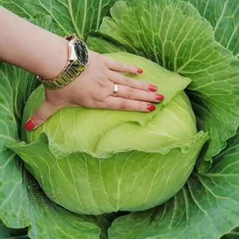 

lettuce cabbage Fruit radish spinach celery Eggplant Chil Cherry radish zucchini loofah Cucumber Shallot Carrot Tomato