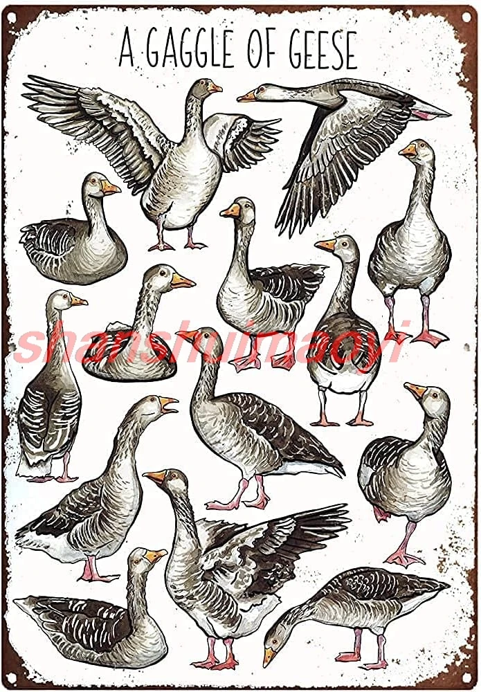 Фото Винтажная металлическая табличка, постер Gaggle Of Geese, ретро металлическая жестяная табличка, настенный декор, подарок для фермы, ванной комнаты, ресторана Thea SHUI №1