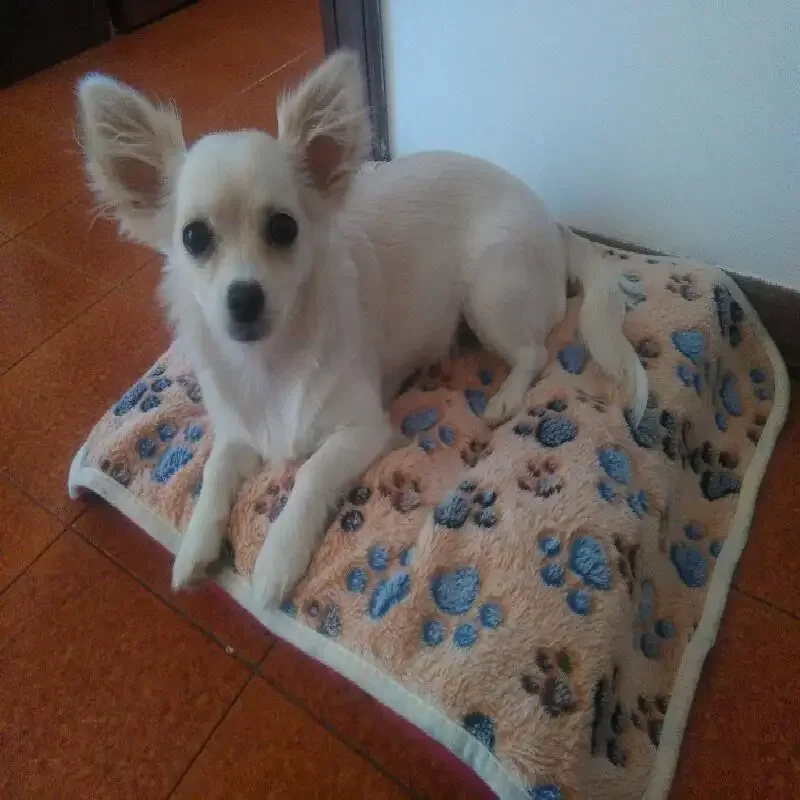 Мягкое Флисовое одеяло для домашних питомцев 3 цвета