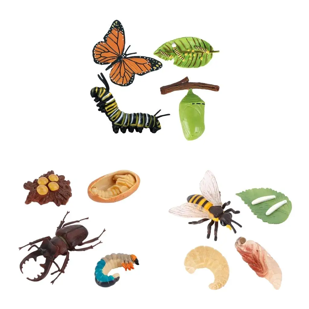 4-сценический жизненный цикл модель игровой набор детские обучающие игрушки для