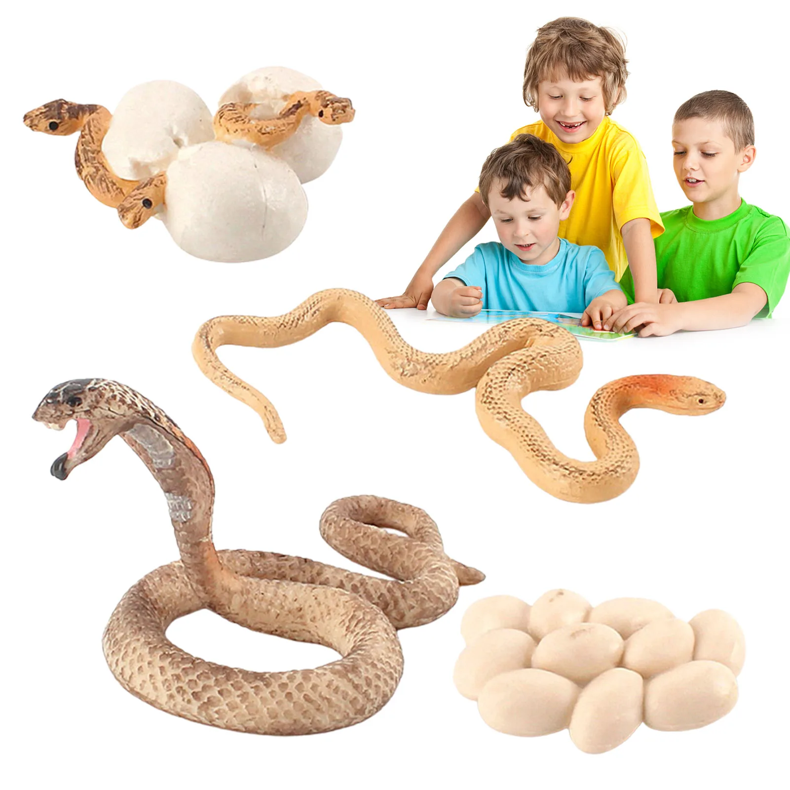 

Snake Growth Cycle Life Cycle Model Science Learning Toy For Kids Education Animal Themed Party Favors Realistic Teaching Tool