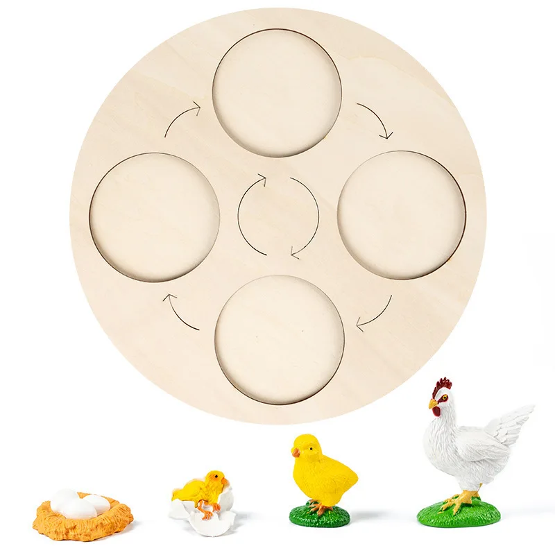 

Life Cycle Board Children Toys Teaching Aids Animal Plant Growth Cycle Model Set Life Science Educational Toys Teaching Aids