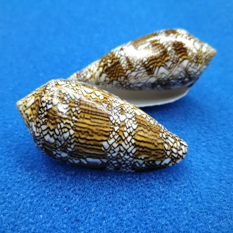 Ракушки из натуральной ракушки 6-7 см для домашней свадебной мебели подарки