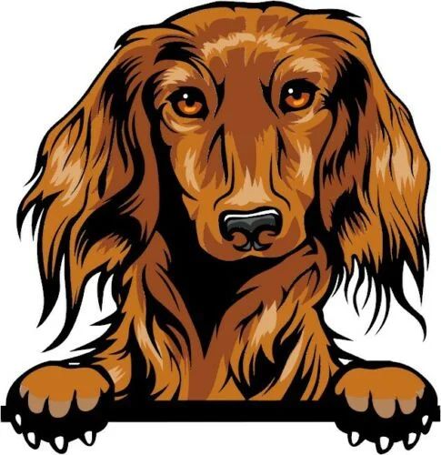 

For DACHSHUND LONG HAIR Peeking DOG Breed Colour Window Wall Laptop Sticker