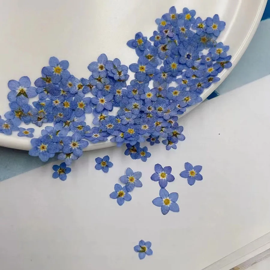 

прессованные сушеные мини-натуральные синие Forgetmenot Myosotis Sylvatica цветок растение гербарий для ювелирных изделий закладка Nailart Craft