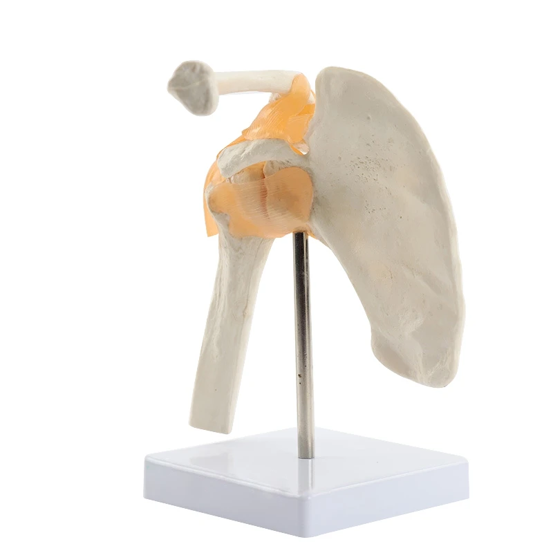 

Human Functional Shoulder Joint Anatomy Model Body Model For School Education Functional Shoulder Joint Model