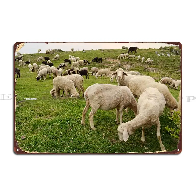 

Herd Of Sheep Metal Sign Poster Wall Mural Cinema Wall Decor Printing Club Tin Sign Poster