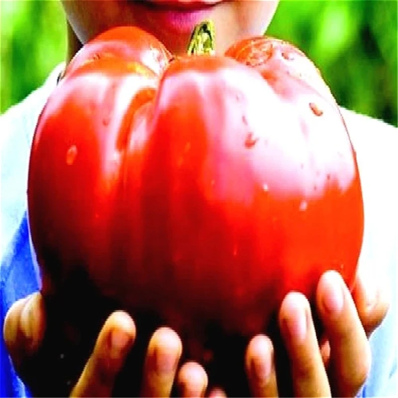 

200 шт. органические большие семена томатов, благовония, природный сад, бонсай, редкий Бифстейк, помидоры, цветы, ароматные благовония N529J