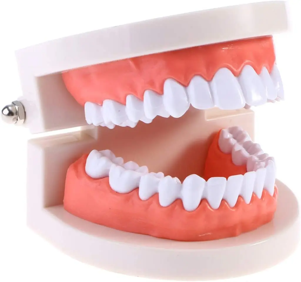 Standard Teeth Model Dental Teaching Model Teaching Study Demonstration Tool for Kids Study Supplies Early Education