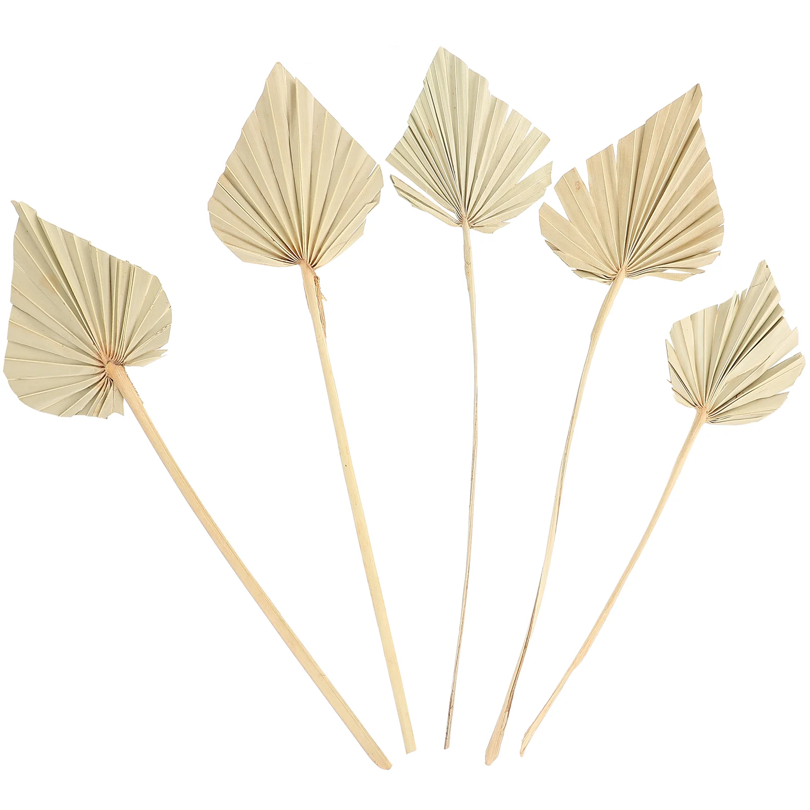 

5 Pcs Palm Dried Flower Decorative Dry Leaf Adornment Arrangement Retro Home Fan Wedding Table Decorations Leaves