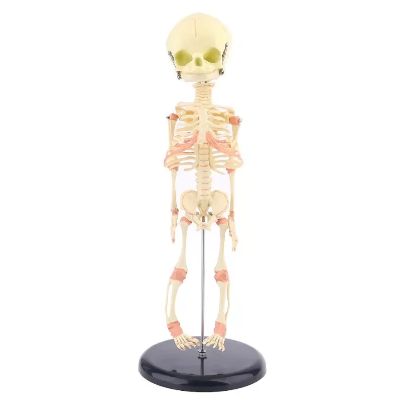 

Single Head Baby Skull Human Research Model Skeleton Anatomical Brain Anatomy