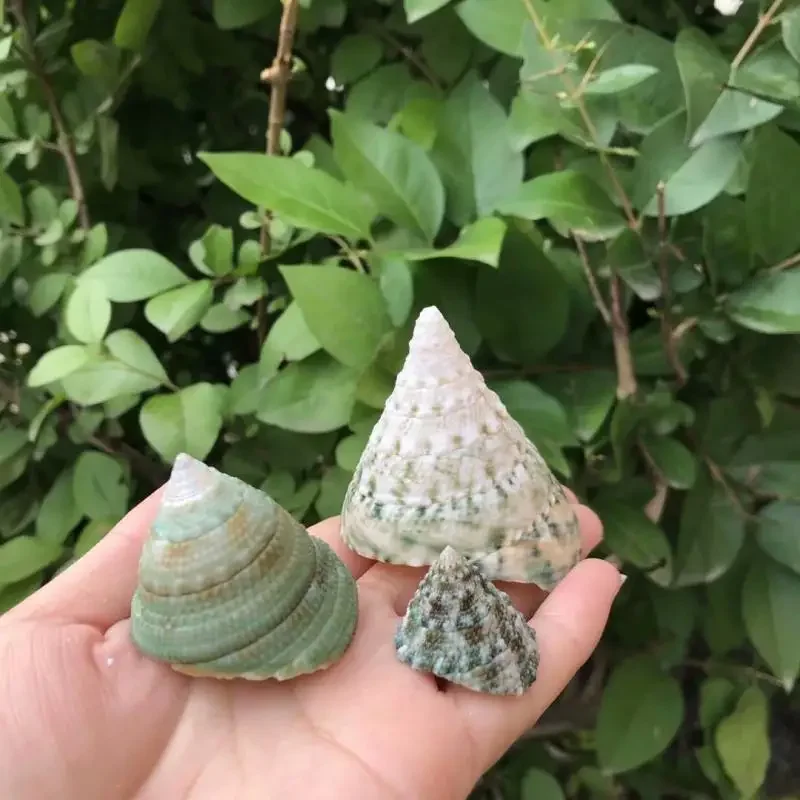 8 шт. ракушки для аквариума в средиземноморском стиле