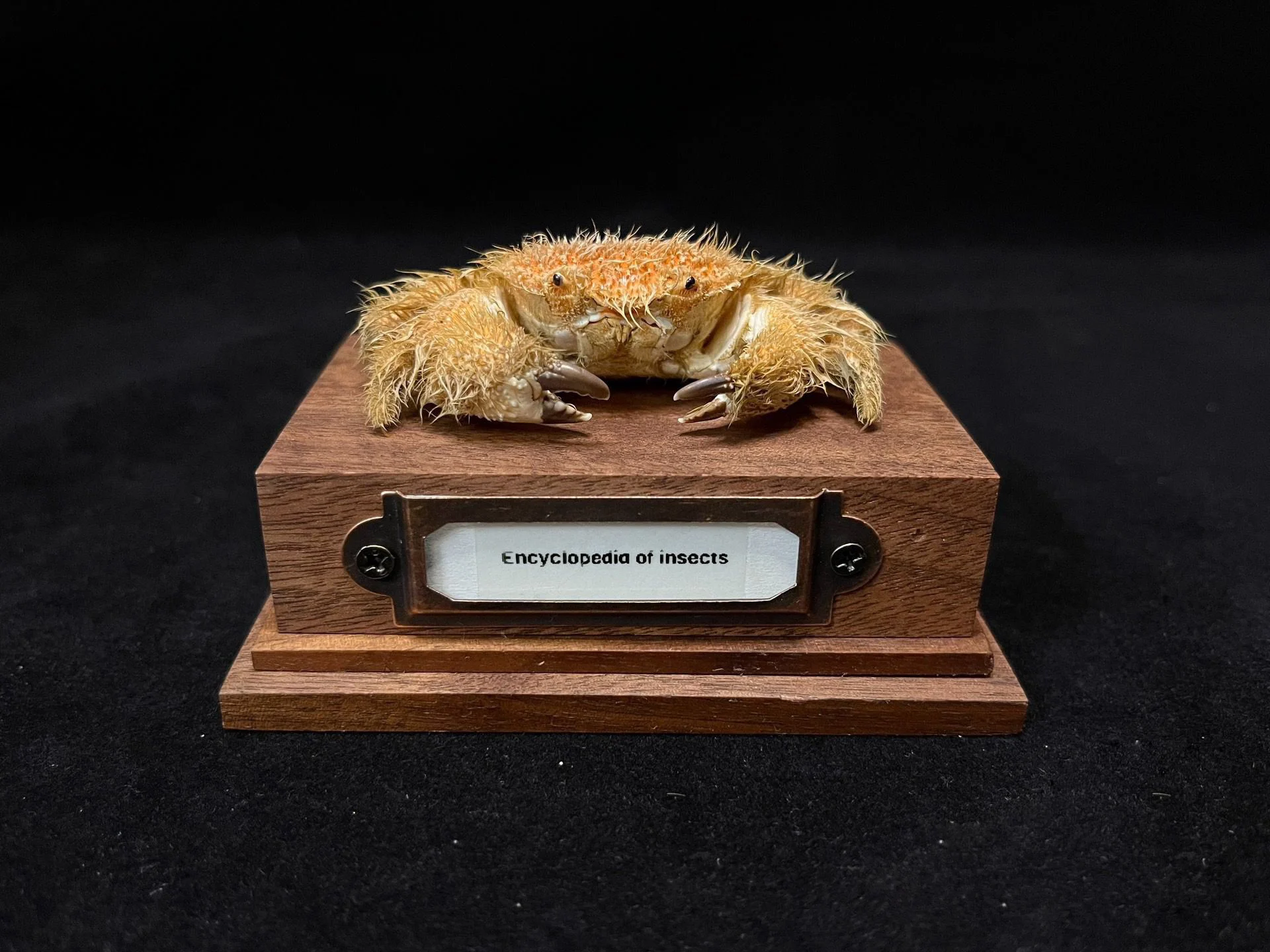 

Коллекционная статуэтка краба Pilumnus Vespertilio