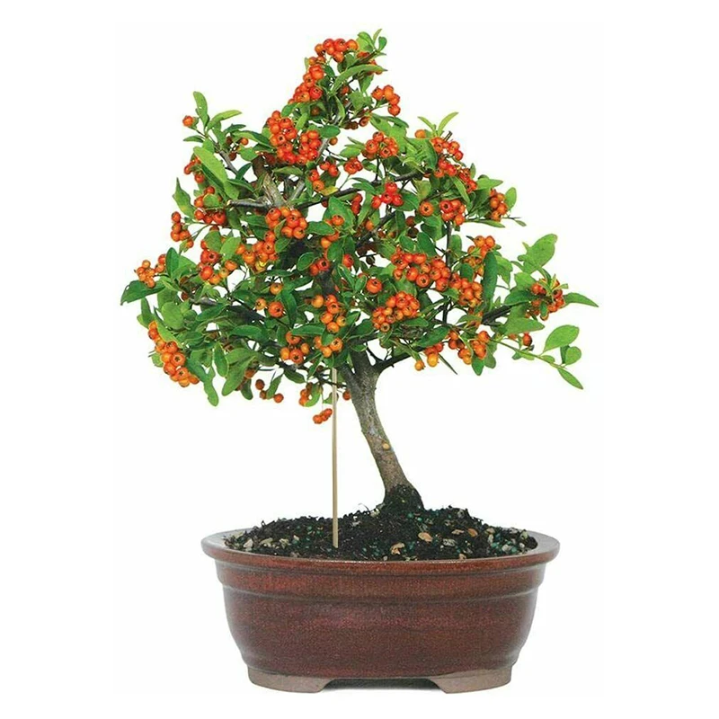 Набор из 50 штук бамбуковых палочек для одноразового использования в качестве шампуров для барбекю или поддержки растений - креативный продукт для использования на открытом воздухе и дома, длиной 40 см.