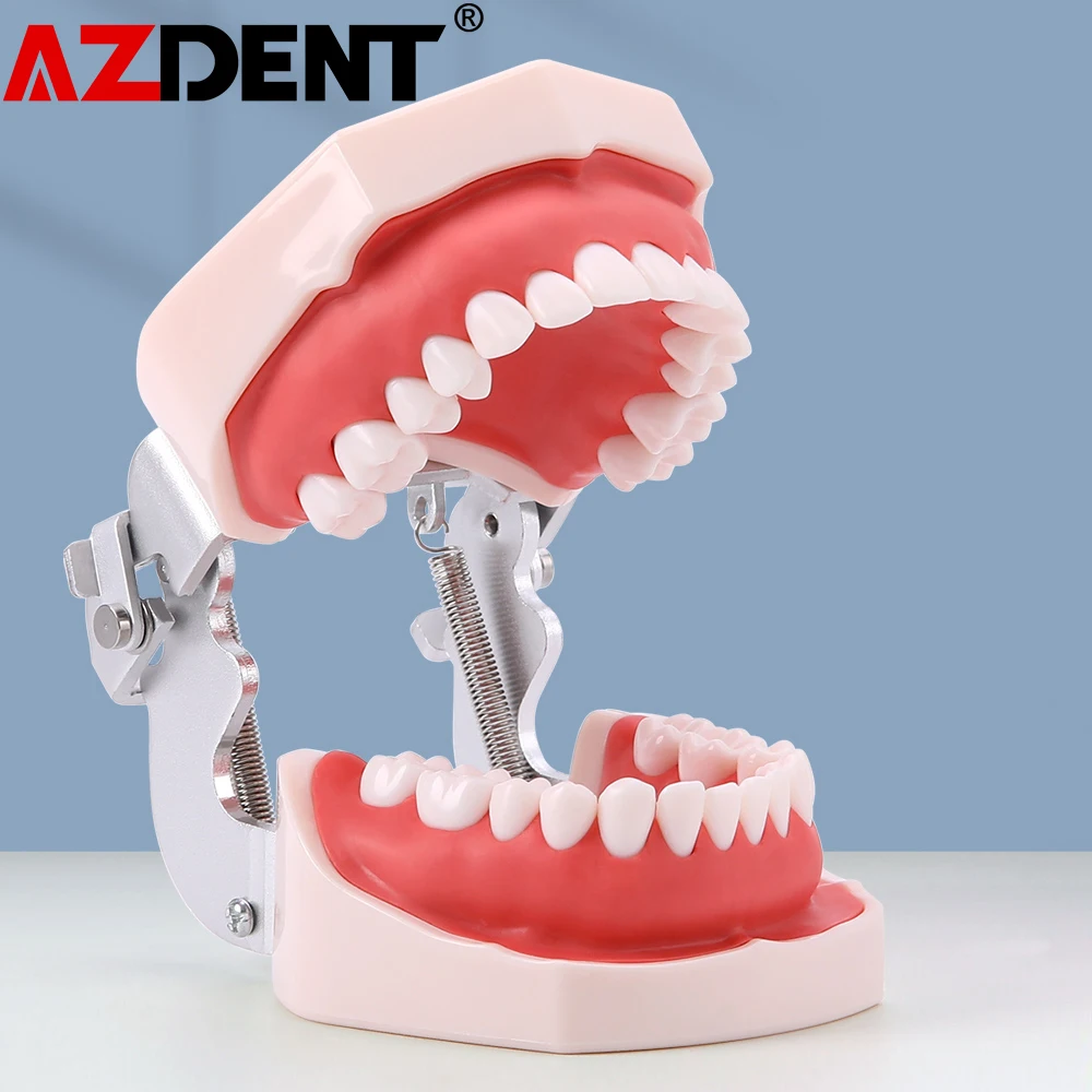Azdent Dental Model Training Dental Technician Practice With Removable Typodont Teeth Dentistry Equipment