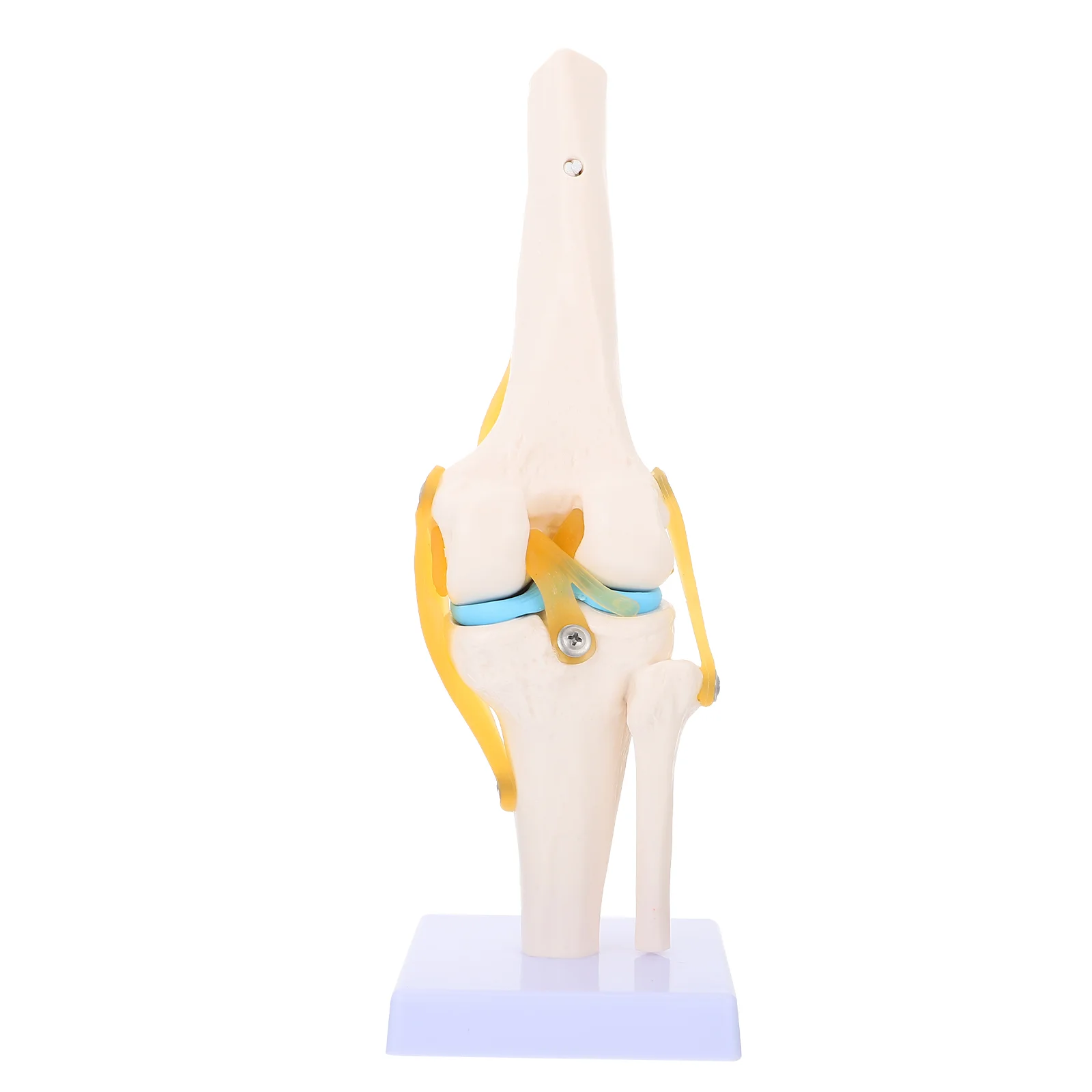 

Модель человеческого коленного сустава анатомическая модель 1:1 натуральный размер для медицинских учебных пособий анатомия