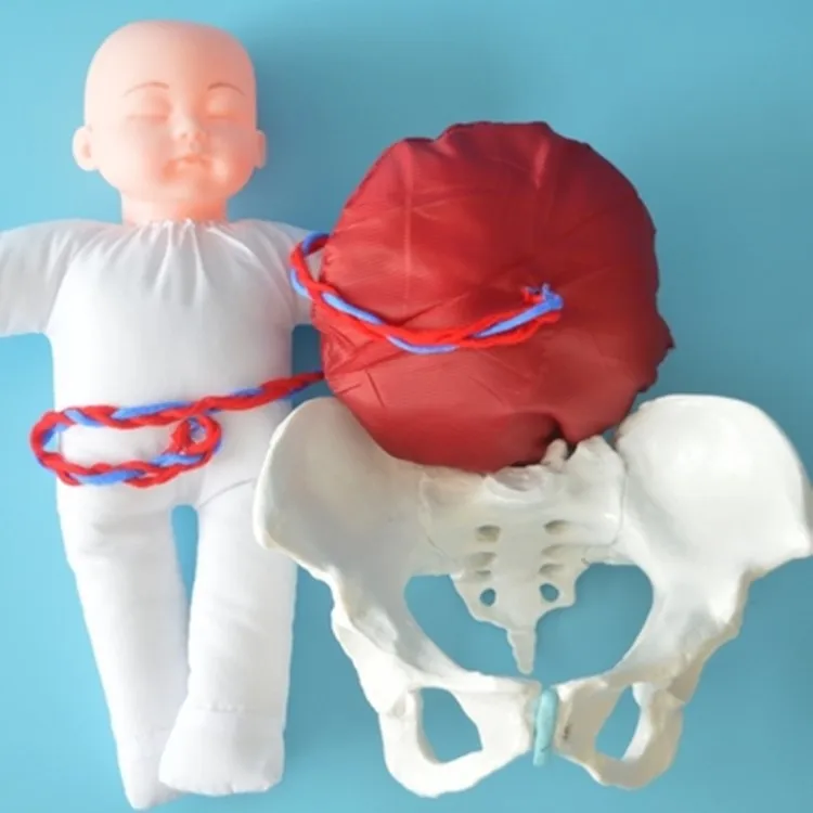1:1 Sized Human Delivery Demonstration Pelvis Teaching Anatomy Model Fetus Umbilical Cord Placenta delivery teaching doll model