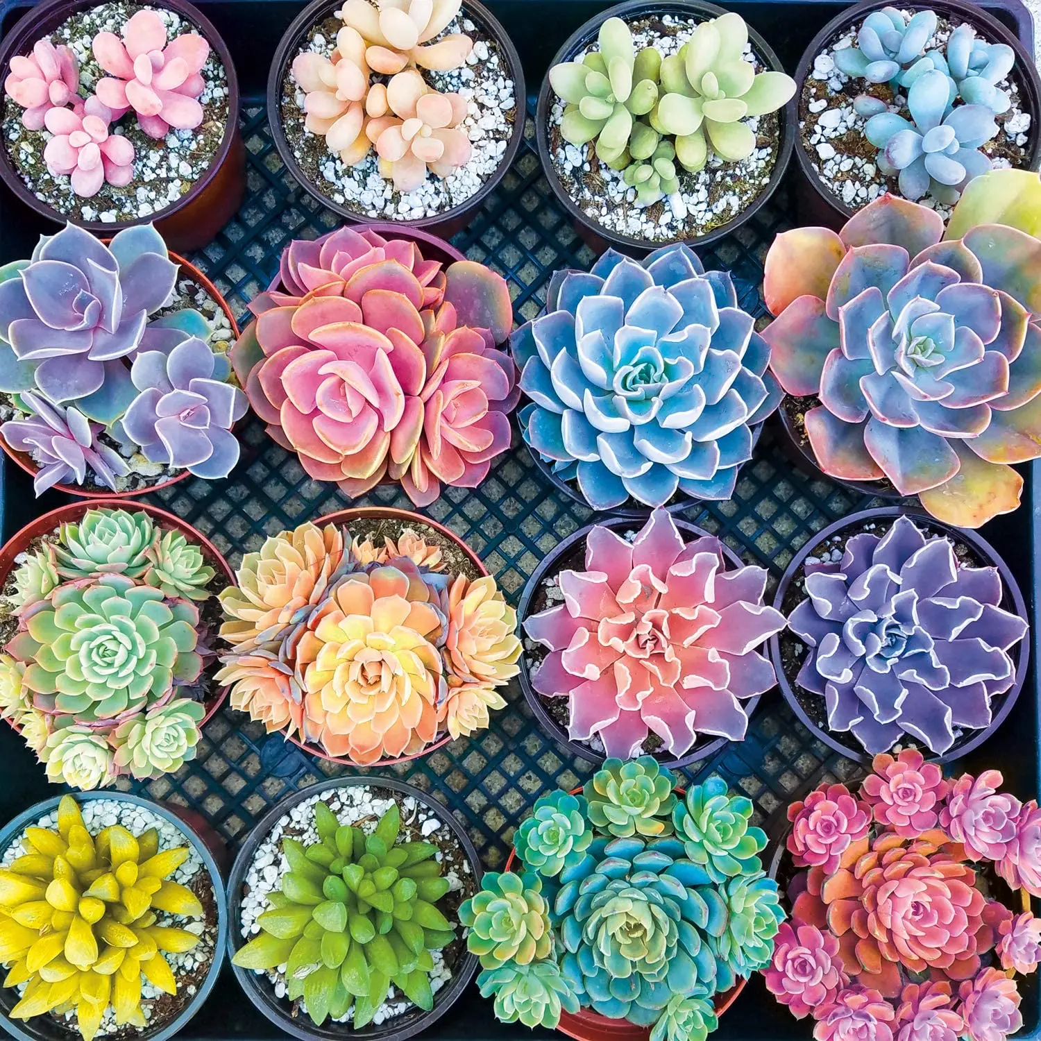 

Succulent plants baby toys wooden toys jigsaw puzzle