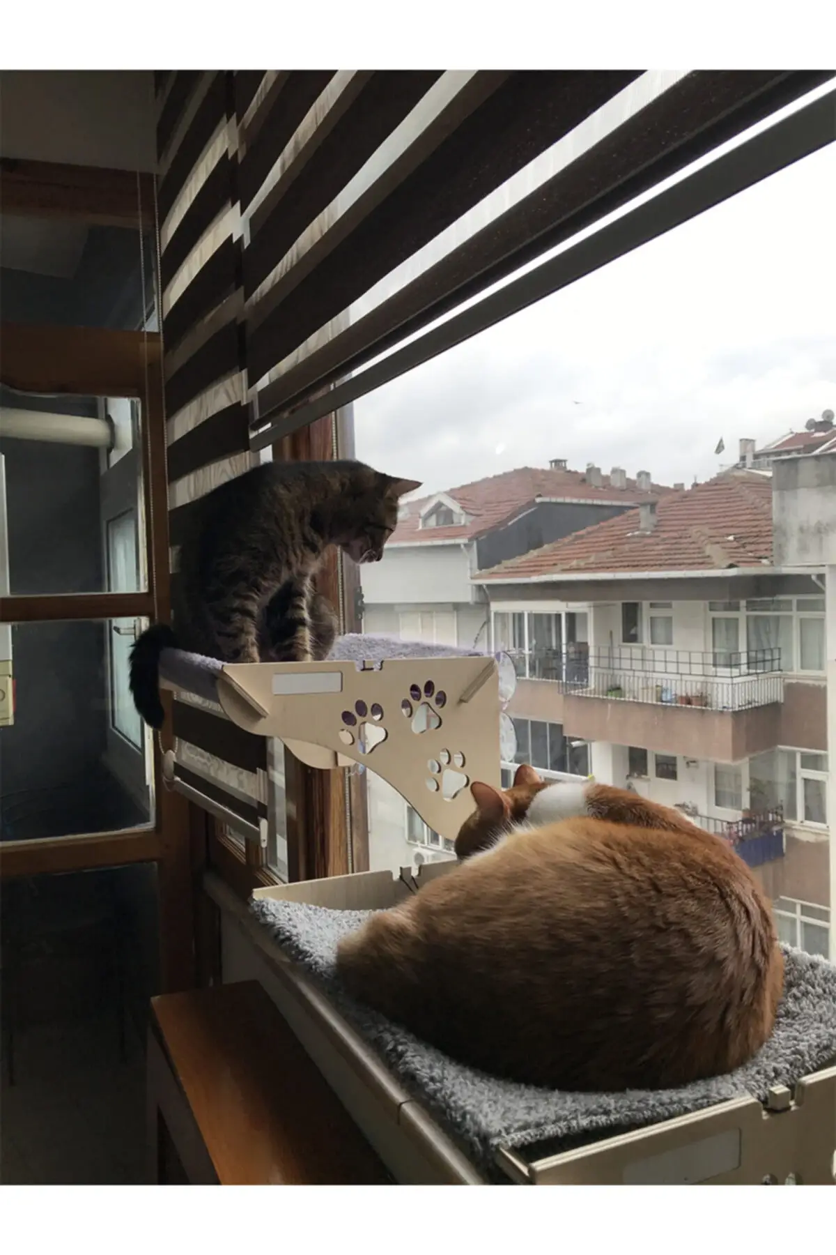 

Большая деревянная кровать для кошки с наклейкой на присоске к стеклу