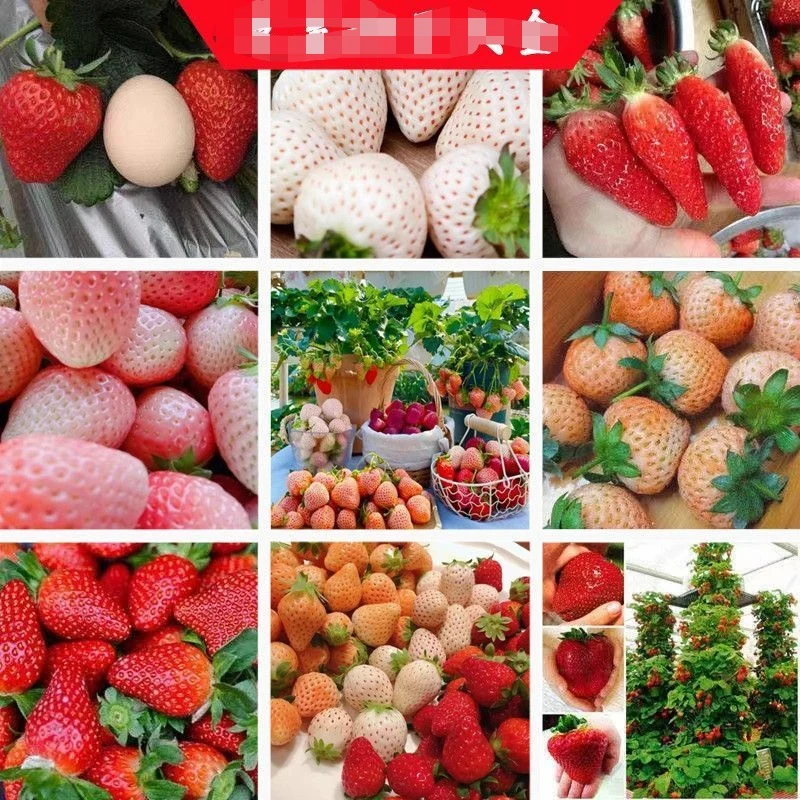 

100pcs/lot " Strawberry / Carrot " Semillas
