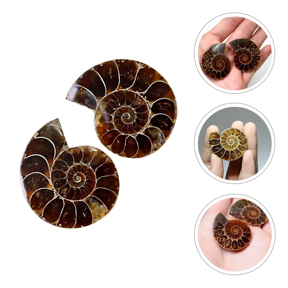 

Fossil Specimen Shell Decoration Specimens Ammonite Fossils Crystal Collection Home Stones Crinoid Sample Model Adornment Props