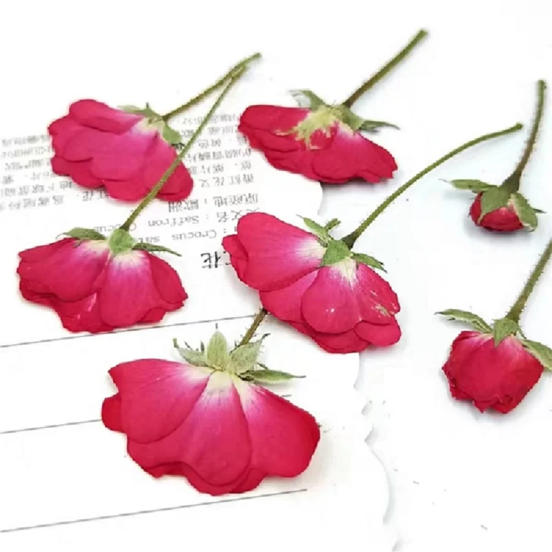60Pcs Dried Flower Pressed Rose Plant Herbarium for Making Craft Diy Epoxy Resin Pendant Necklace Bookmark Postcard Accessories |