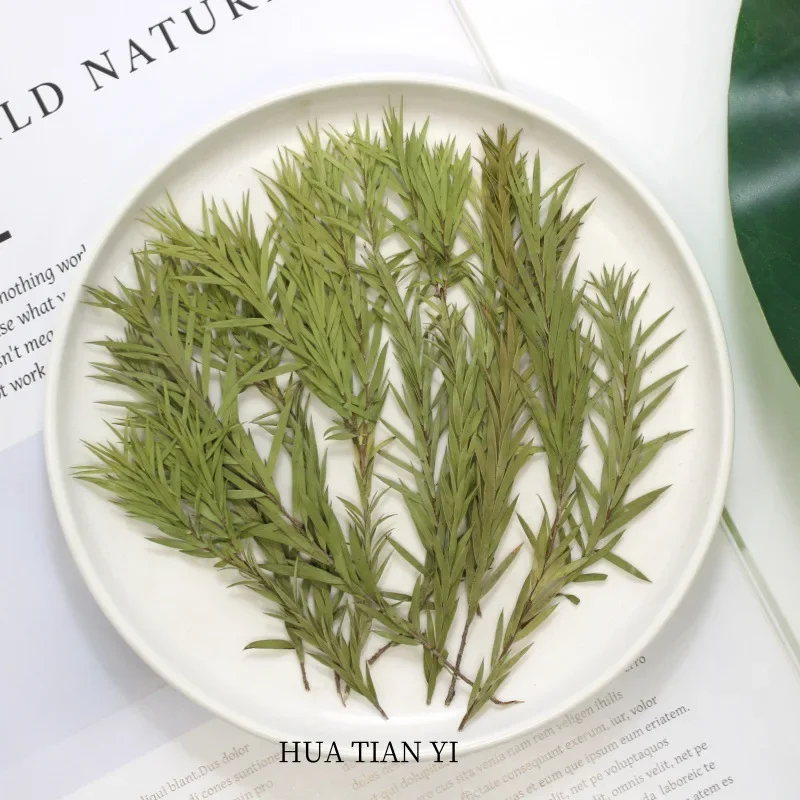 Натуральные прессованные мягкие сухие цветы рельефные натуральные листья