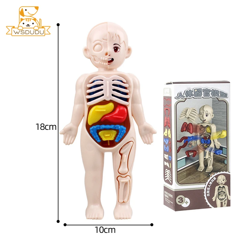 Человеческие органы тело вискус стебель обучающая игрушка головоломка Веселая