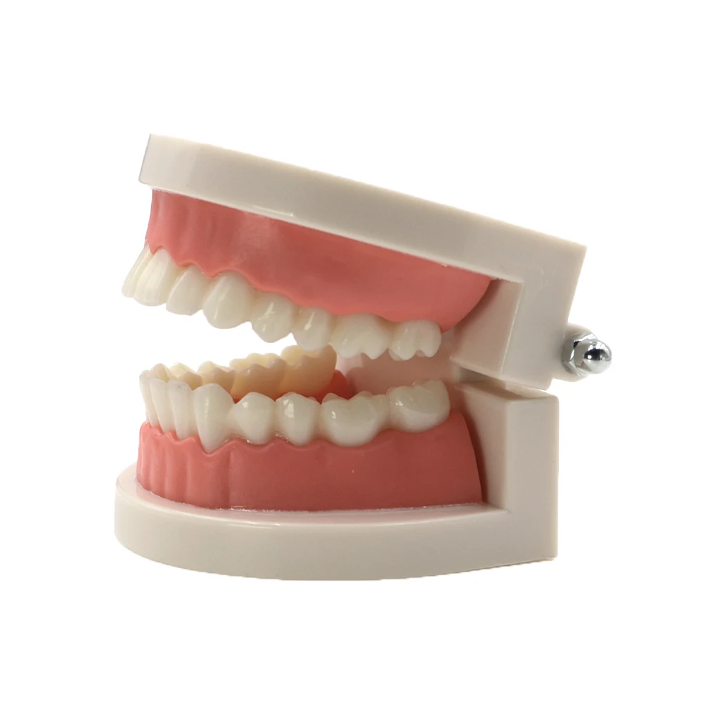 

Dental Teaching Study Adult Standard Typodont Demonstration Tooth Teeth Model