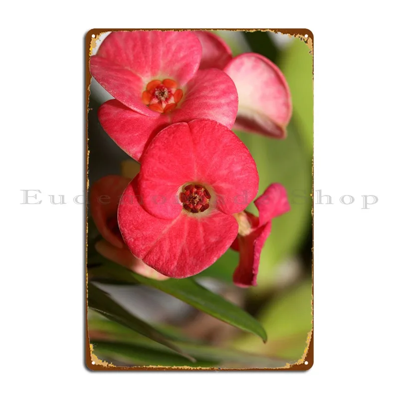 

Euphorbia Milli Background Metal Signs Cinema Wall Cave Cave Character Club Tin Sign Poster