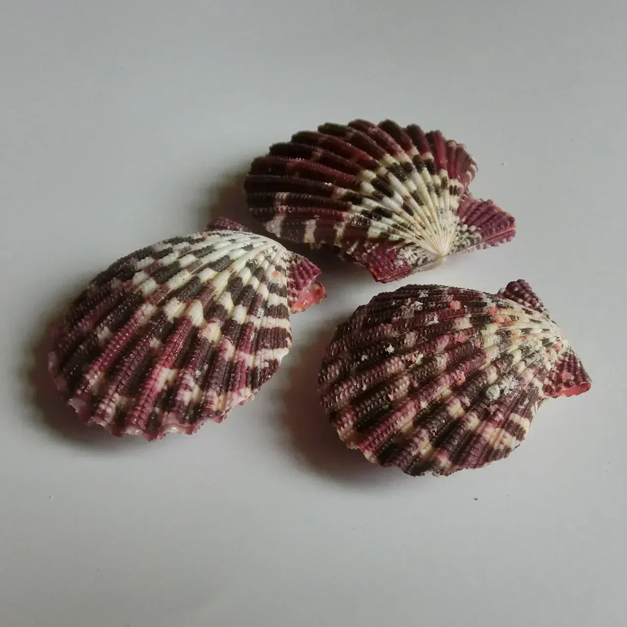 Натуральная маленькая ракушка цвет гребешок масляная живопись фото реквизит