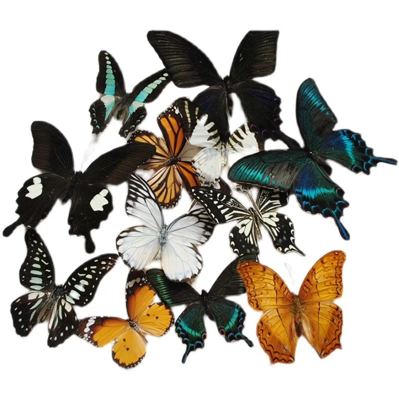 

58 Style Real butterfly specimens kindergarten teaching aids have spread their wings. You can choose DIY to make shooting props