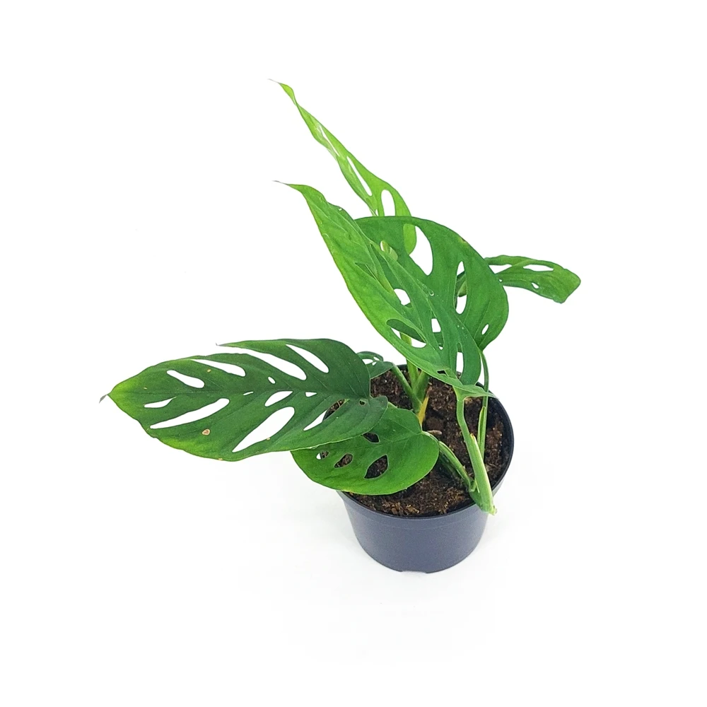 Монстера Адансони дм 12 см выс 25-30 |