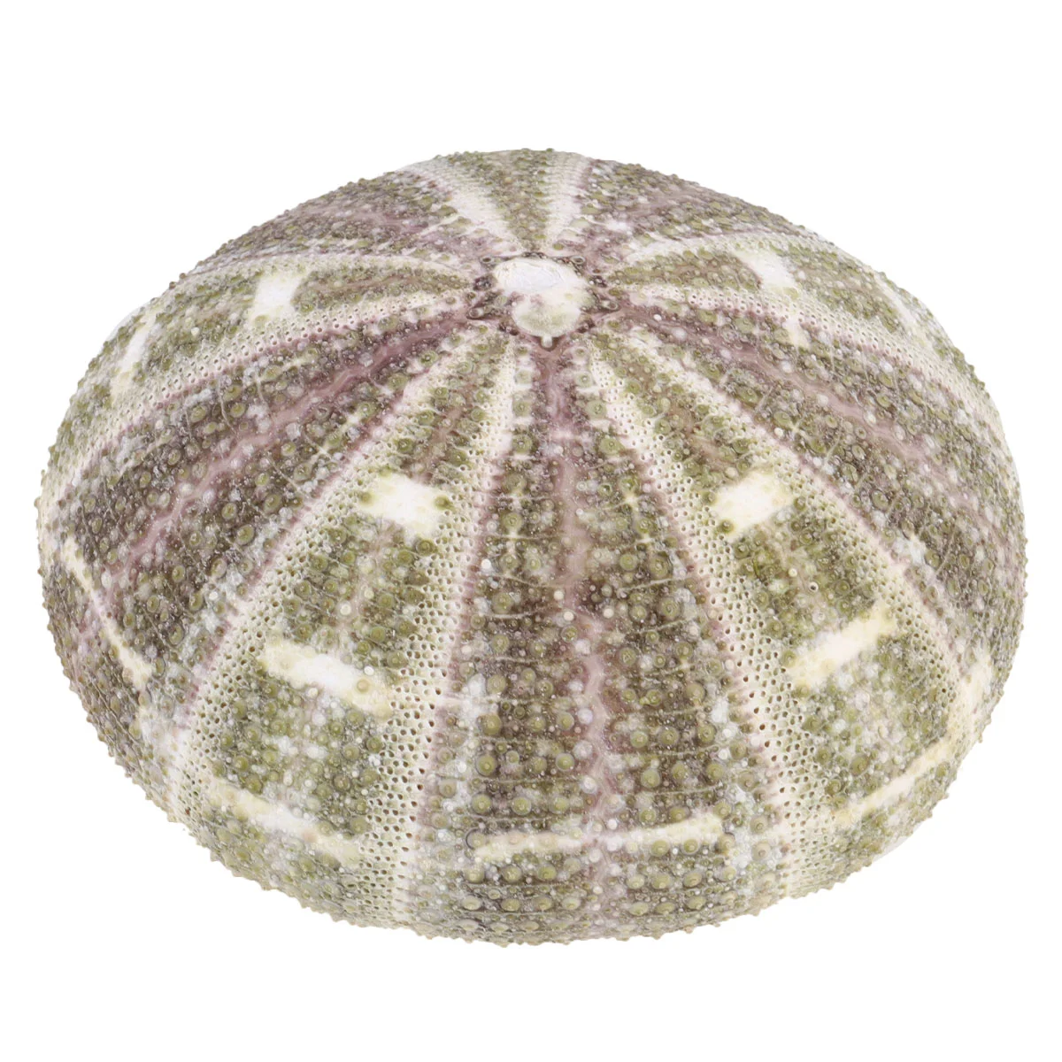 

2 шт. изысканный прочный полезный для офисных ракушек держатель для посадки ракушки орнамент