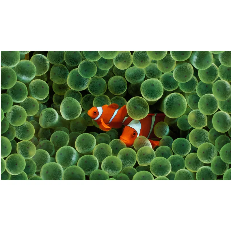 

Diamond Painting Animal Fish Amphiprioninae 5d Diy Mosaic Full Square Round Drill Diamant Rhinestone Daimond Embroidery Picture